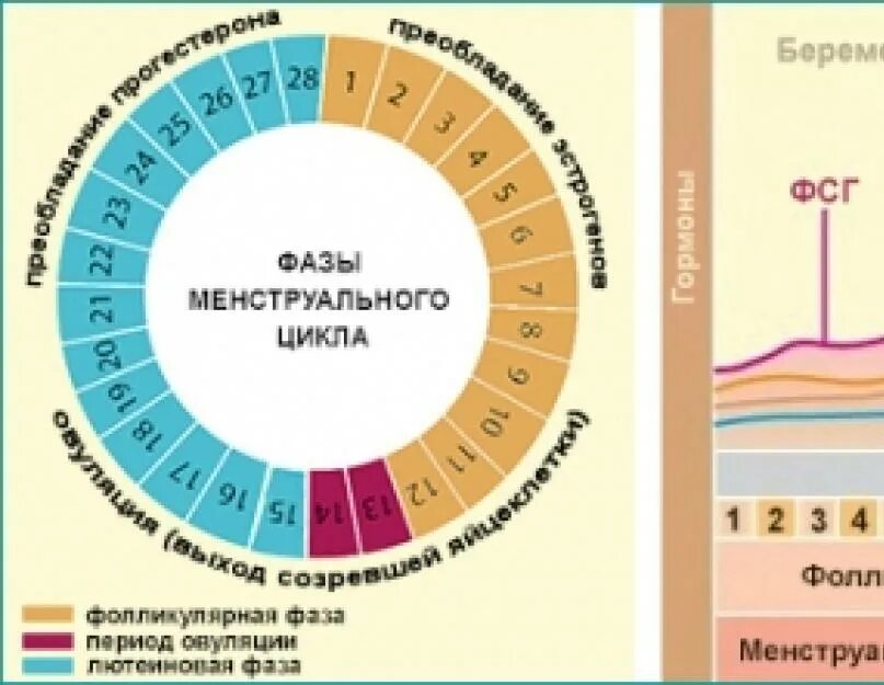 Цикл менструационного цикла. 1 Фаза менструационного цикла. Фазы менструального цикла у женщин. Схема менструационного цикла. Второй цикл менструационного цикла