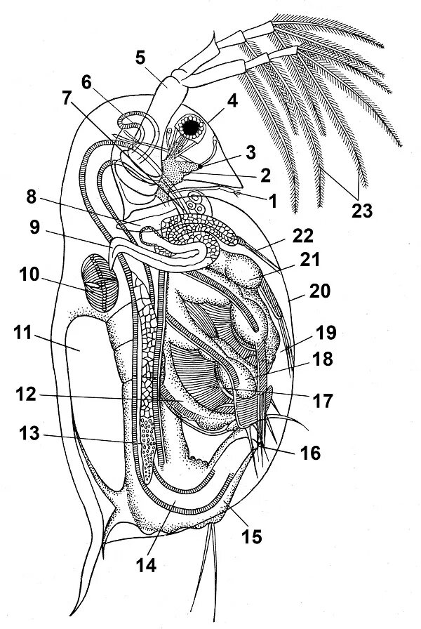 Внутреннее строение дафнии. Строение самки дафнии. Дафния схема. Внешнее строение водяной блохи Daphnia pulex.