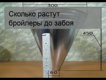 Сколько растет до забоя