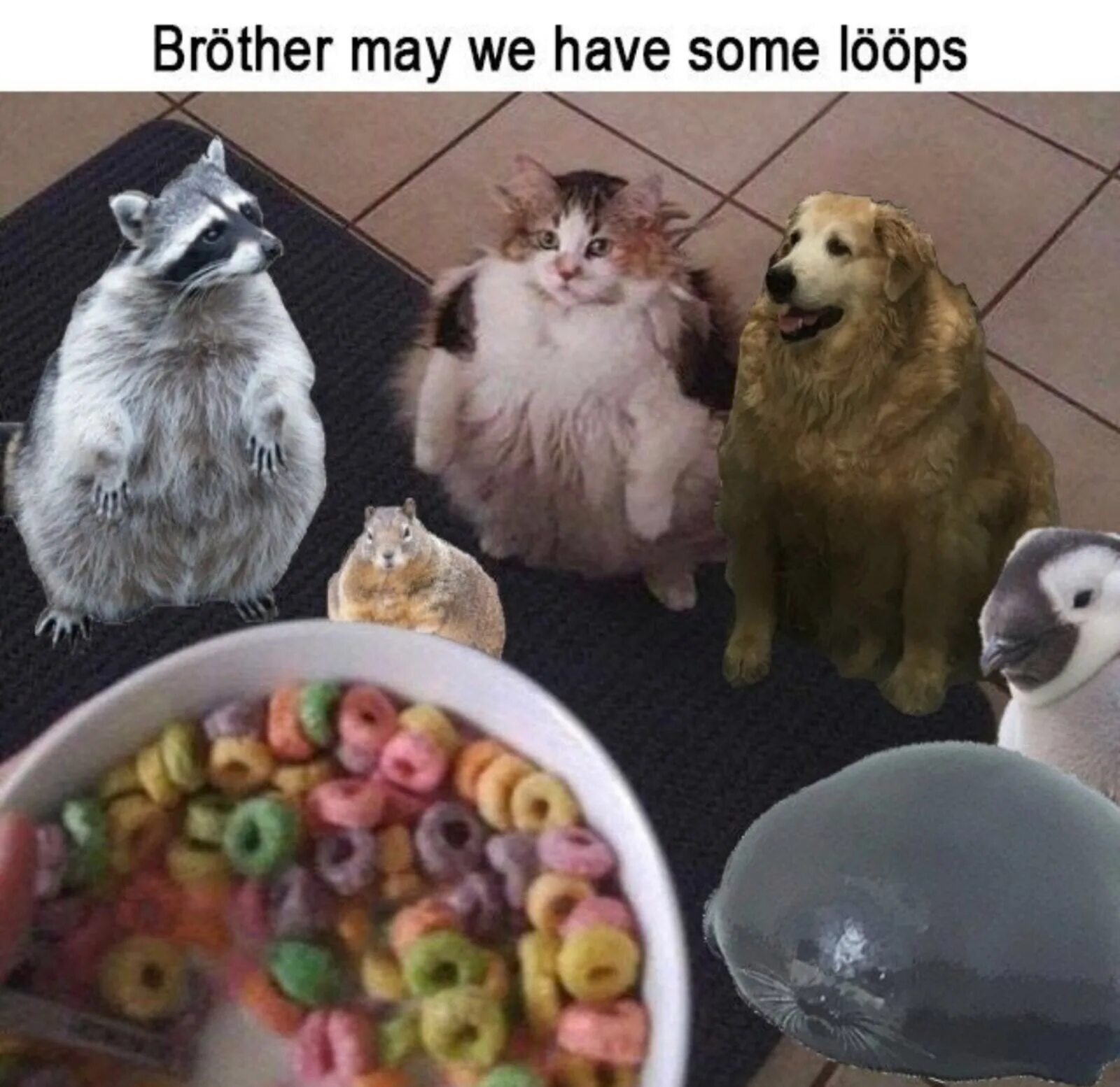 They have some. Loops Мем. Loops кот. Give me loops brother. Brother May i have some loops.
