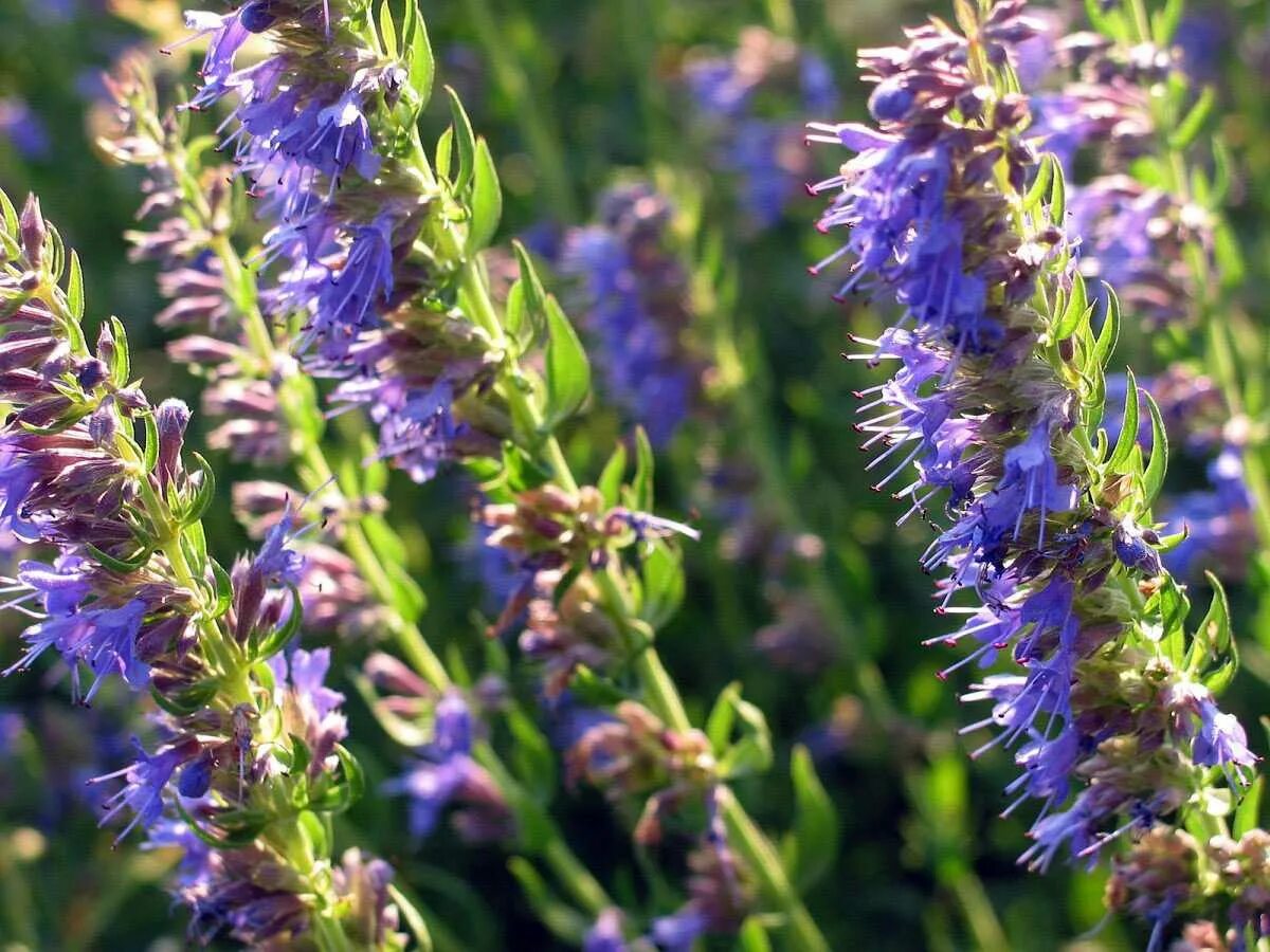 Иссоп. Иссоп греческий. Иссоп лекарственный (Hyssopus officinalis) розовый.