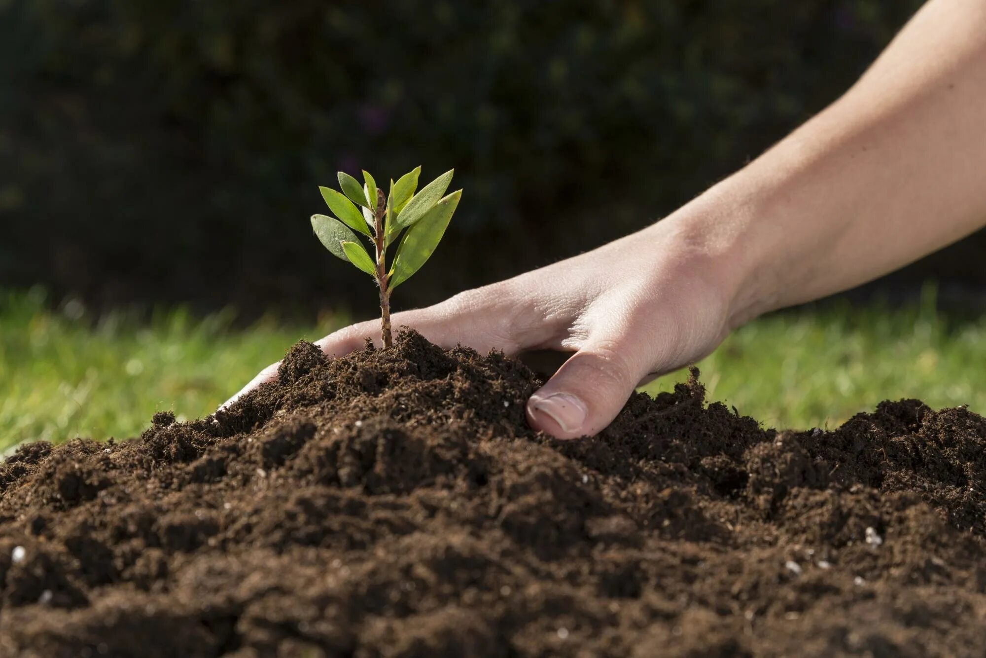 Плодородие почвы. Плодородность почвы почвоведение. Плодородие чернозема. Garden Soil земля. Плодородие торфяных почв.