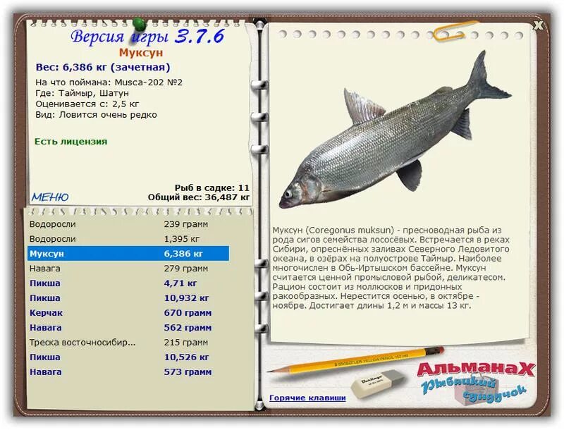 Anabas scandens. анабас (илистый прыгун). рыба анабас залезает на дерево. сухопутная рыба. рыба ползун сканворд 6.