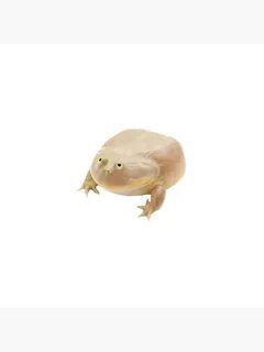Лягушка my
