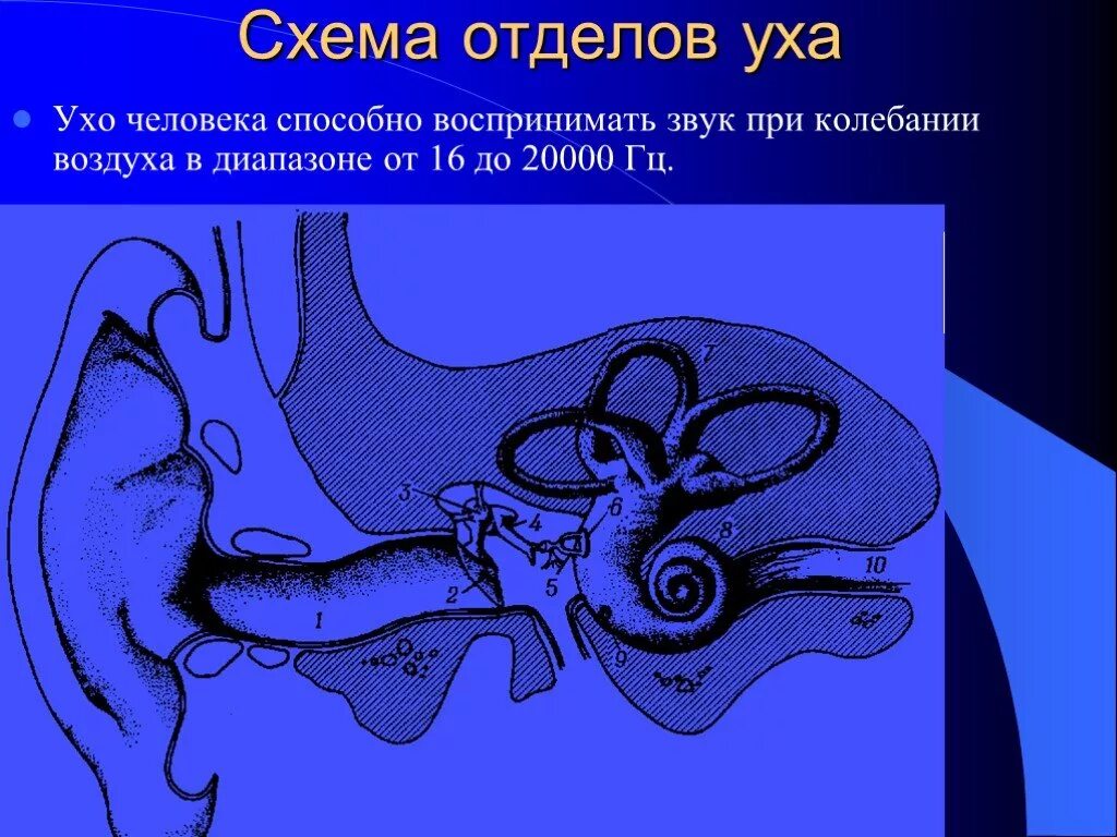 Ухо человека способно улавливать звук с частотой. Слуховой анализатор. Воспринимающий аппарат слухового анализатора. Ухо улавливает звук. Звук и человеческое ухо.