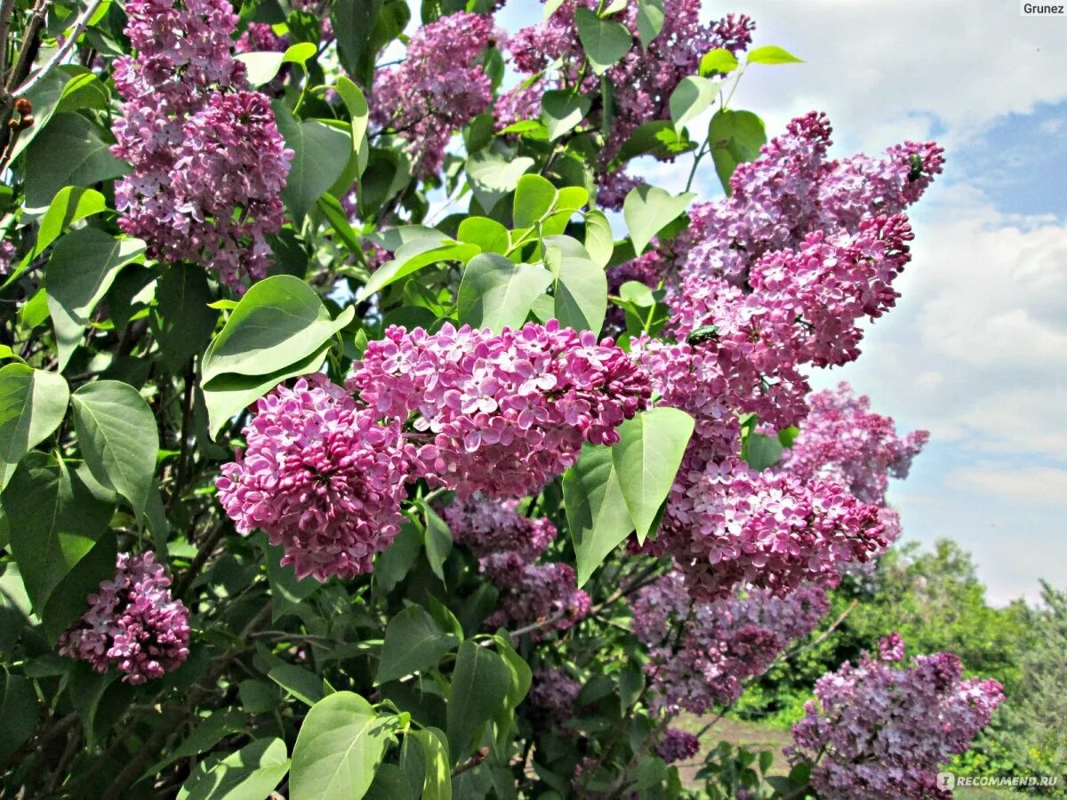 Сирень сорт Кавур. Сирень Syringa vulgaris. Сирень Гиацинтовая Эстер Стейли. Сирень Престон Хелен. Цветы сирени сорта