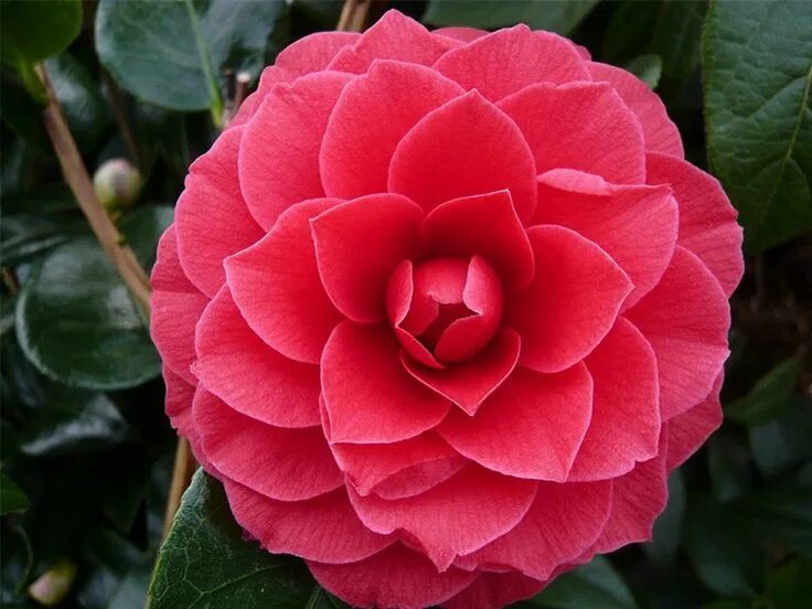 Камелия сорта. Камелия леди кэмпбелл. camellia reticulata. камелия японская леди кэмпбелл.