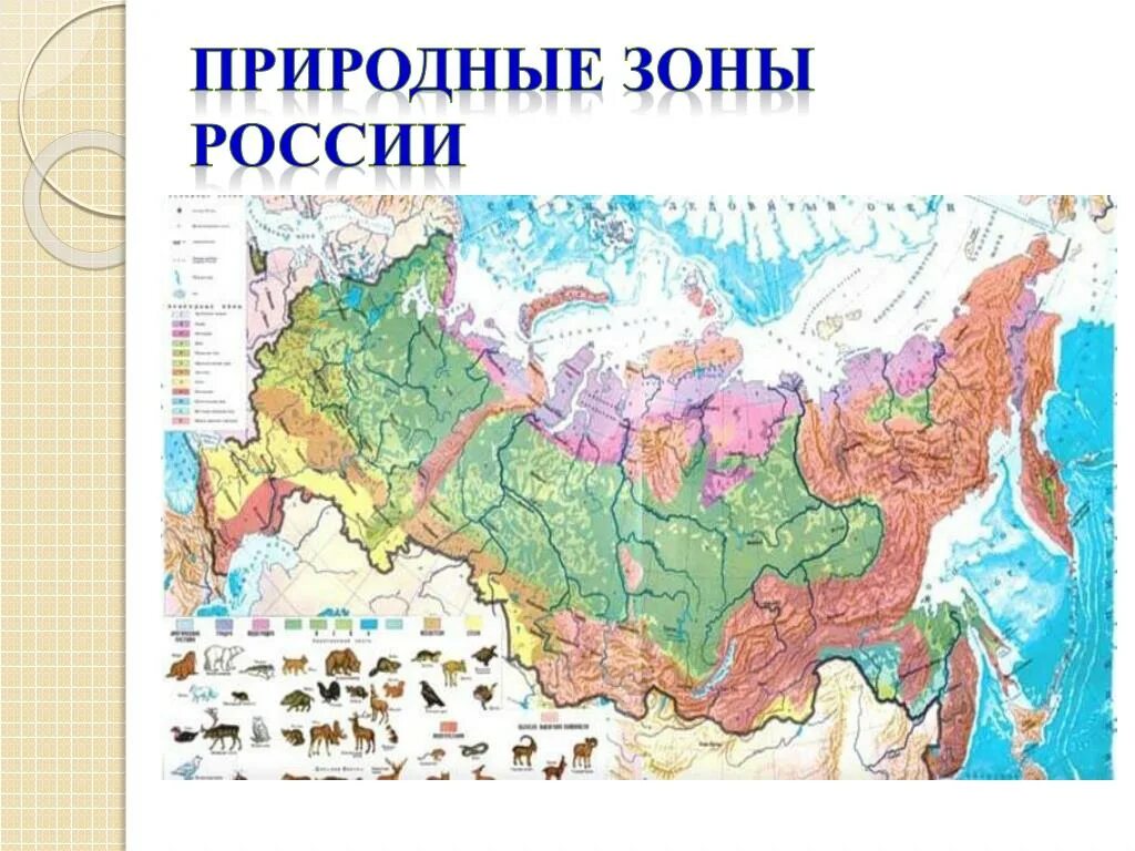 Цветом покажите природные зоны. Карта природных зон России. Карта природных зон с животными России 4 класс окружающий мир. Карта природных зон России 4 класс. Карта природных зон России атлас.