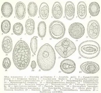 Каким образом яйца глистов