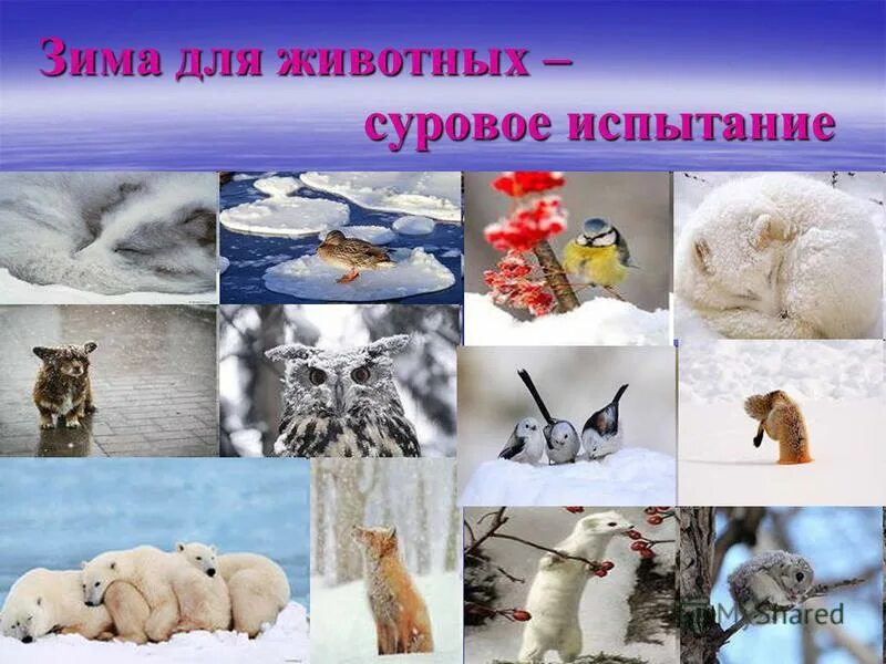 Как зимуют звери. Доклад о животных зимой. Зимующие звери. Изменения, происходящие в жизни животных зимой. Зимующие животные.