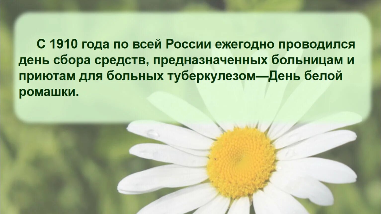 Песня ромашка ромашка белый лепесток волосах. День белой ромашки. Высказывания про ромашки. Смешная Ромашка. Высказывания про ромашки и лето.