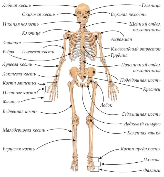 Основное строение скелета. Скелет человека строение костей. анатомическое строение скелета человека. костный скелет человека с названиями костей. строение скелета с названием костей.