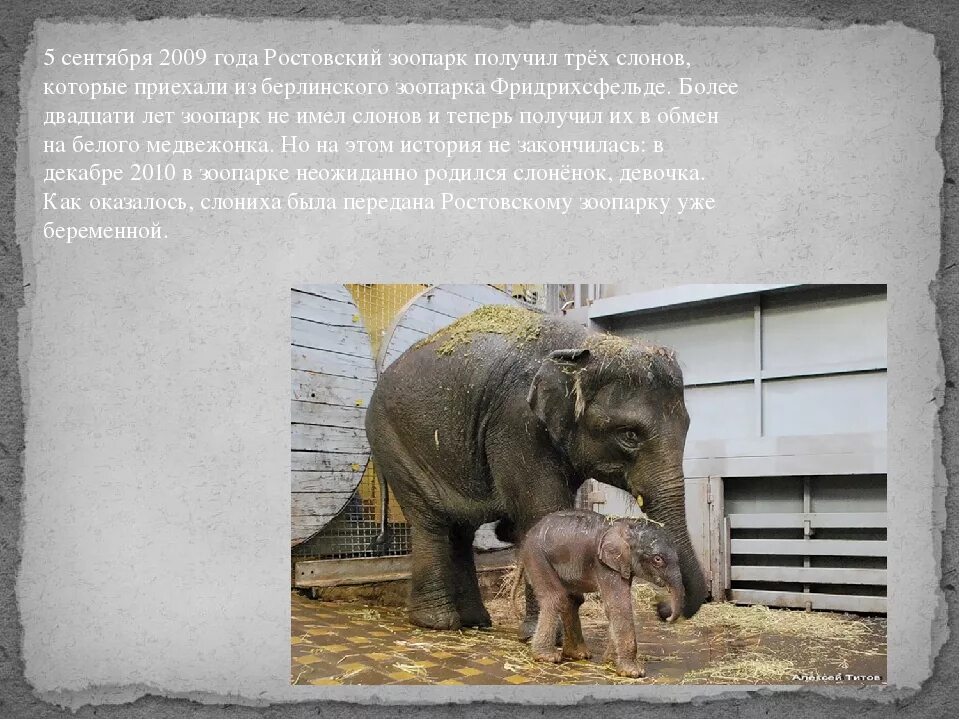 Жираф в музее. Истории из зоопарка. Зоологический музей каунас. Зоологический музей ран в санкт-петербурге. Московский зоопарк в 1917.