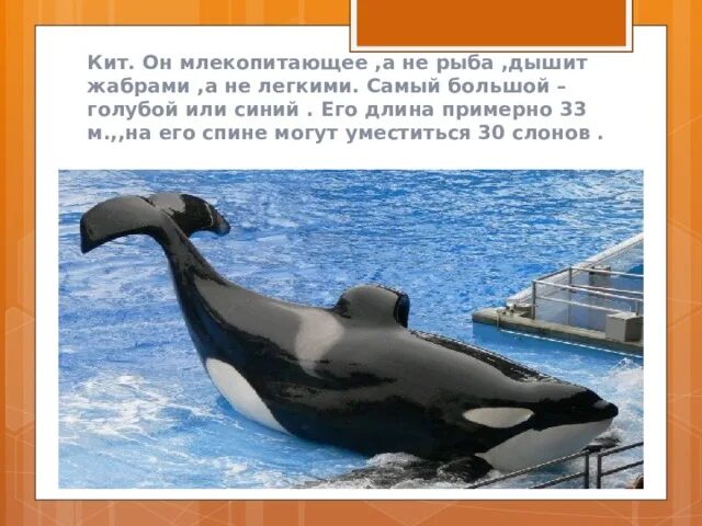 Кит это рыба или млекопитающее. Кит это рыба или нет. Кит это рыба или зверь. Кит это рыба или животное. Кит это рыба или животное.