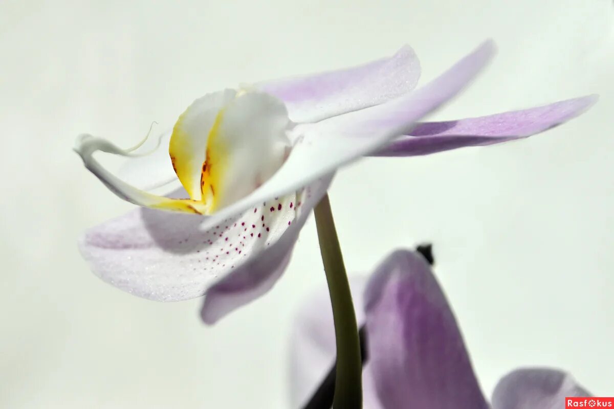 Хризантемы в саду романс. Отцвели хризантемы в саду. Хризантемы в саду романс. Романс отцвели уж давно хризантемы в саду текст. Отцвели уж давно хризантемы в саду харито.