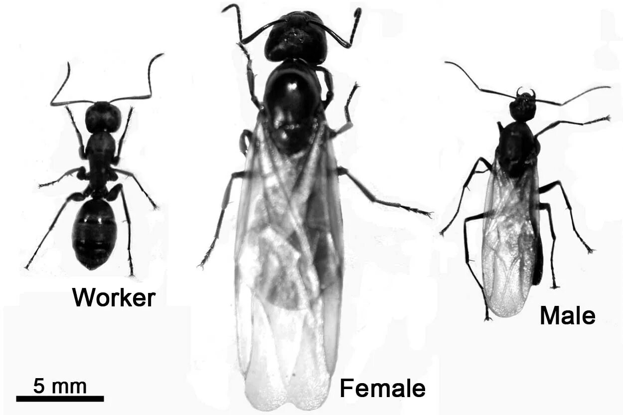 Лесной муравей тип развития. Касты муравьев жнецов. Королева муравьев Messor structor. Иерархия муравьев жнецов. Муравьи жнецы самка и самец.