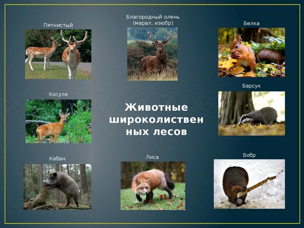 Какие животные обитают в смешанных и широколиственных. Животные широколиственных лесов. широколиственный лес животные. животный мир смешанных и широколиственных лесов. животные в широколиственных лесах россии.