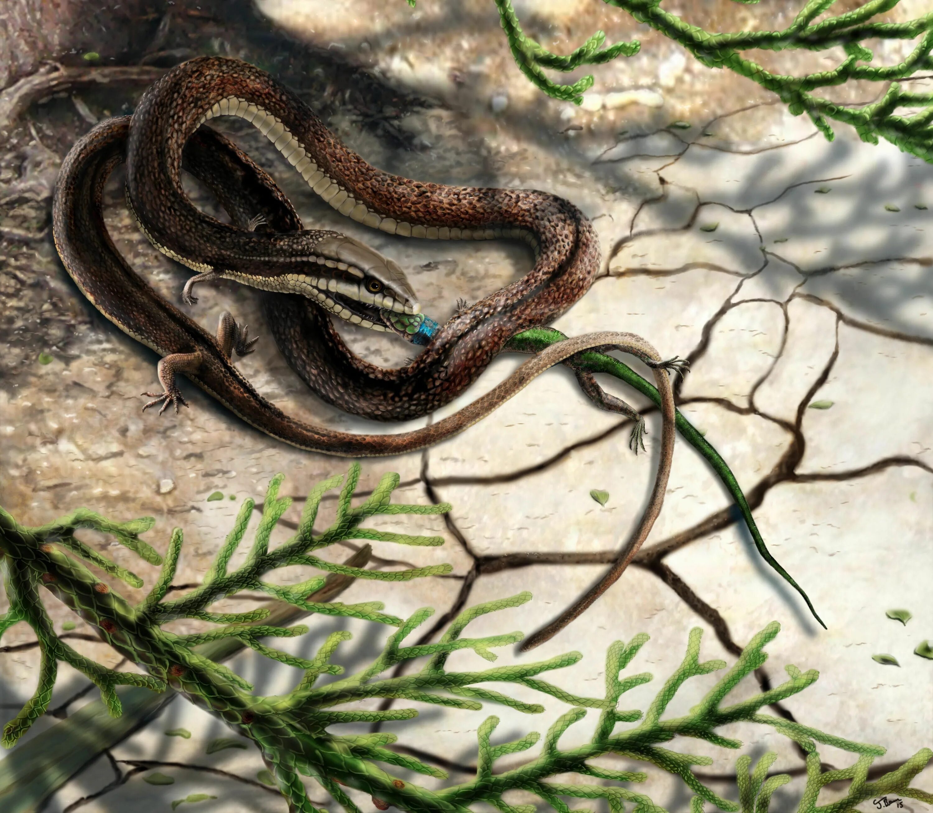 Где змейки можно. Tetrapodophis amplectus. Змеи Фукуока. Najash rionegrina. Тетраподофис древняя змея.