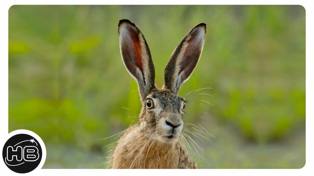 Почему уши у зайцев. Заяц с длинными ушами. Уши зайца. Заяц с большими ушами. Большие уши зайца.