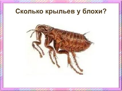 Долго крыл