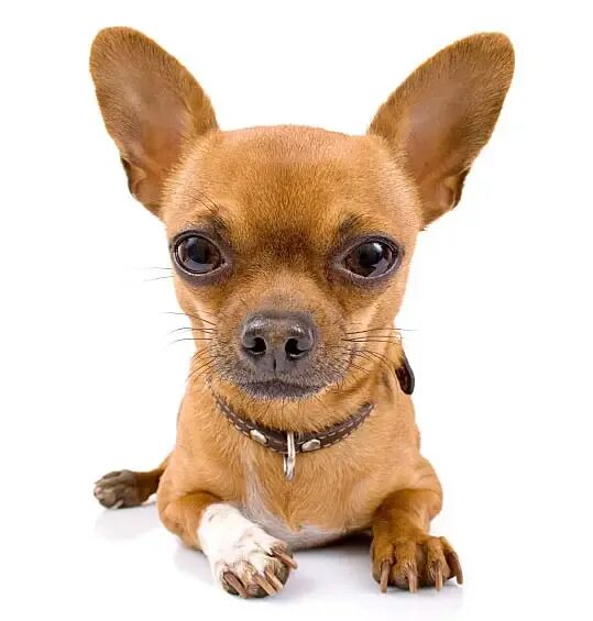 Чихуахуа королевская порода. Мексиканский терьер чихуахуа. Мексиканский чихуахуа гладкошерстный. Чиуауа 4 буквы. Чихуахуа отзывы плюсы и минусы.