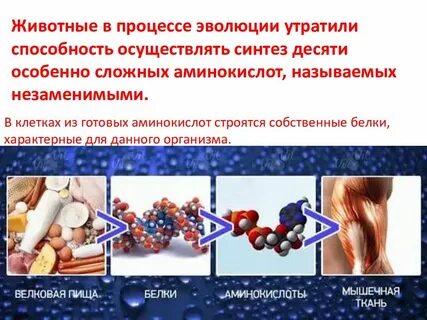 Белки свойственные организму строятся