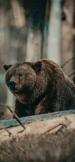 Bear better
