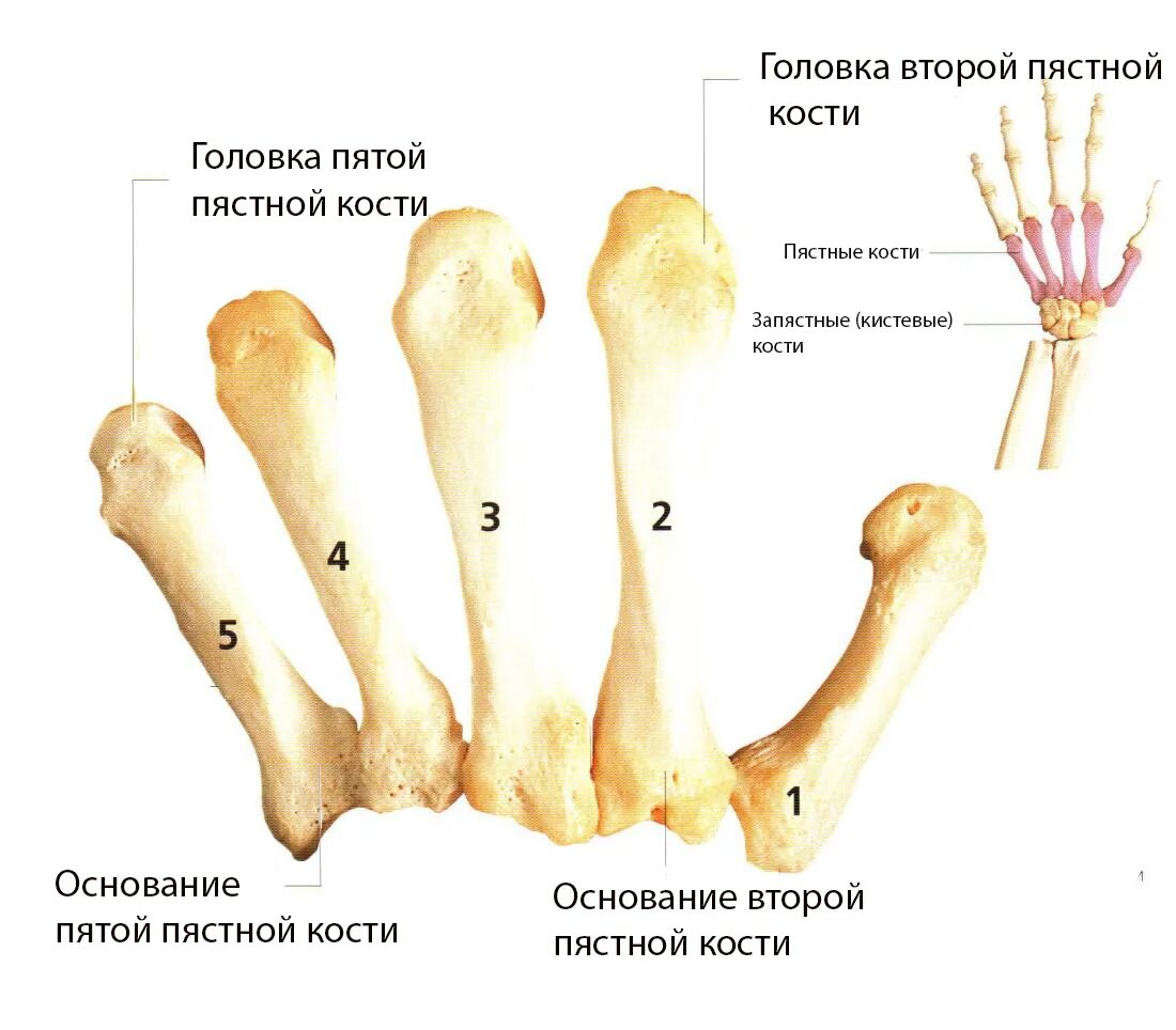 Почему большие головки. Пястная кость кисти анатомия. Кости пясти анатомия человека. Кости пясти : основание, тело, головка.. Анатомия 1 пястной кости.