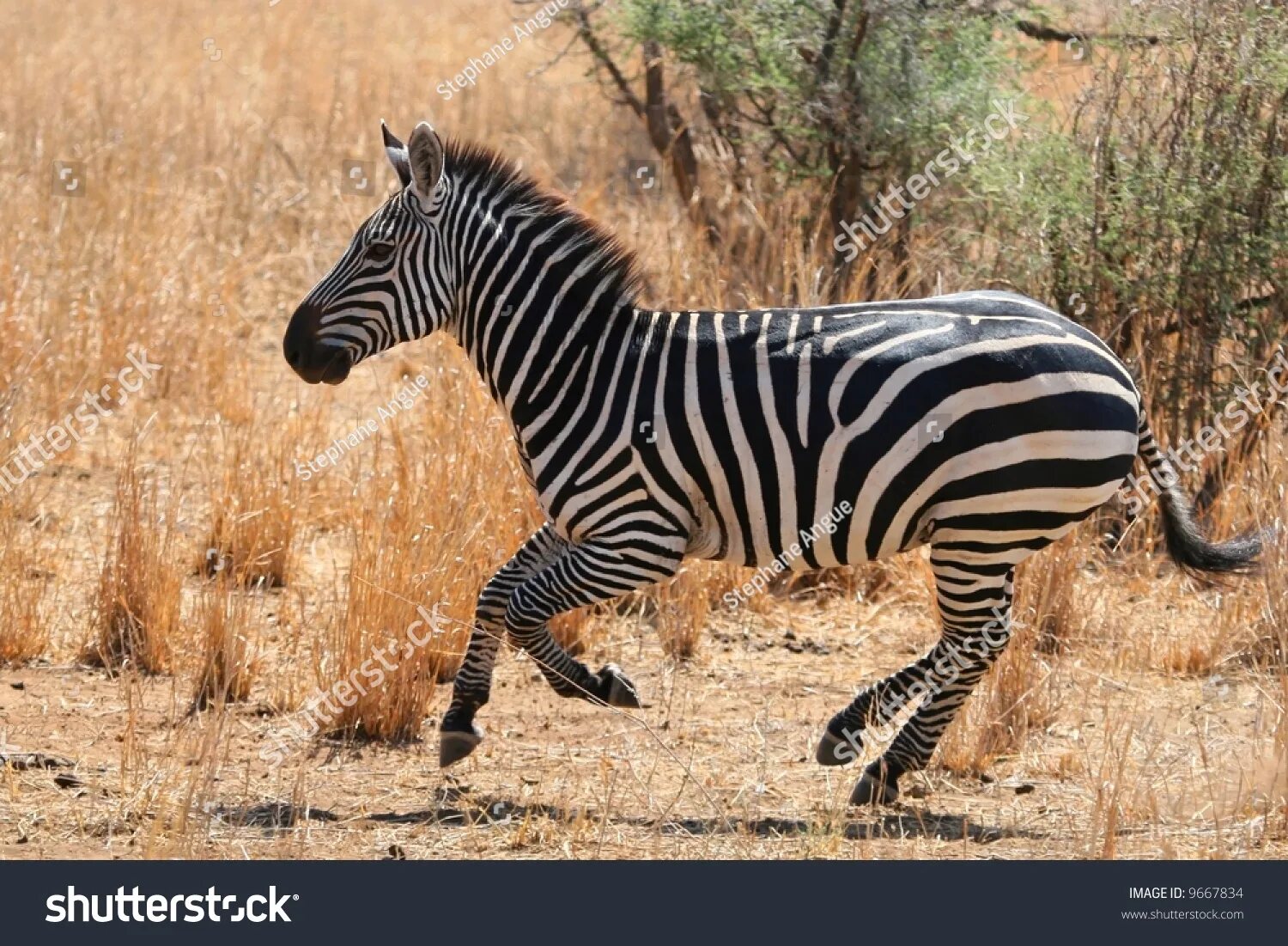 Вроде зебры. Животное саванны Зебра. Африки Зебра бег. Зебра в Африке. Зебра фото.
