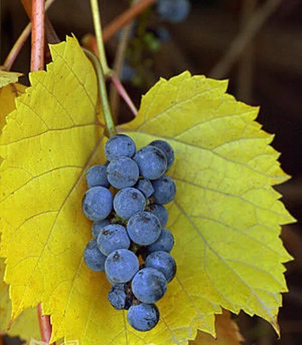 Виноград ароматный. Виноград Прибрежный Vitis riparia. Виноград ароматный Аниа. Виноград плодовый Байконур (c3) лоза. Виноград душистый.