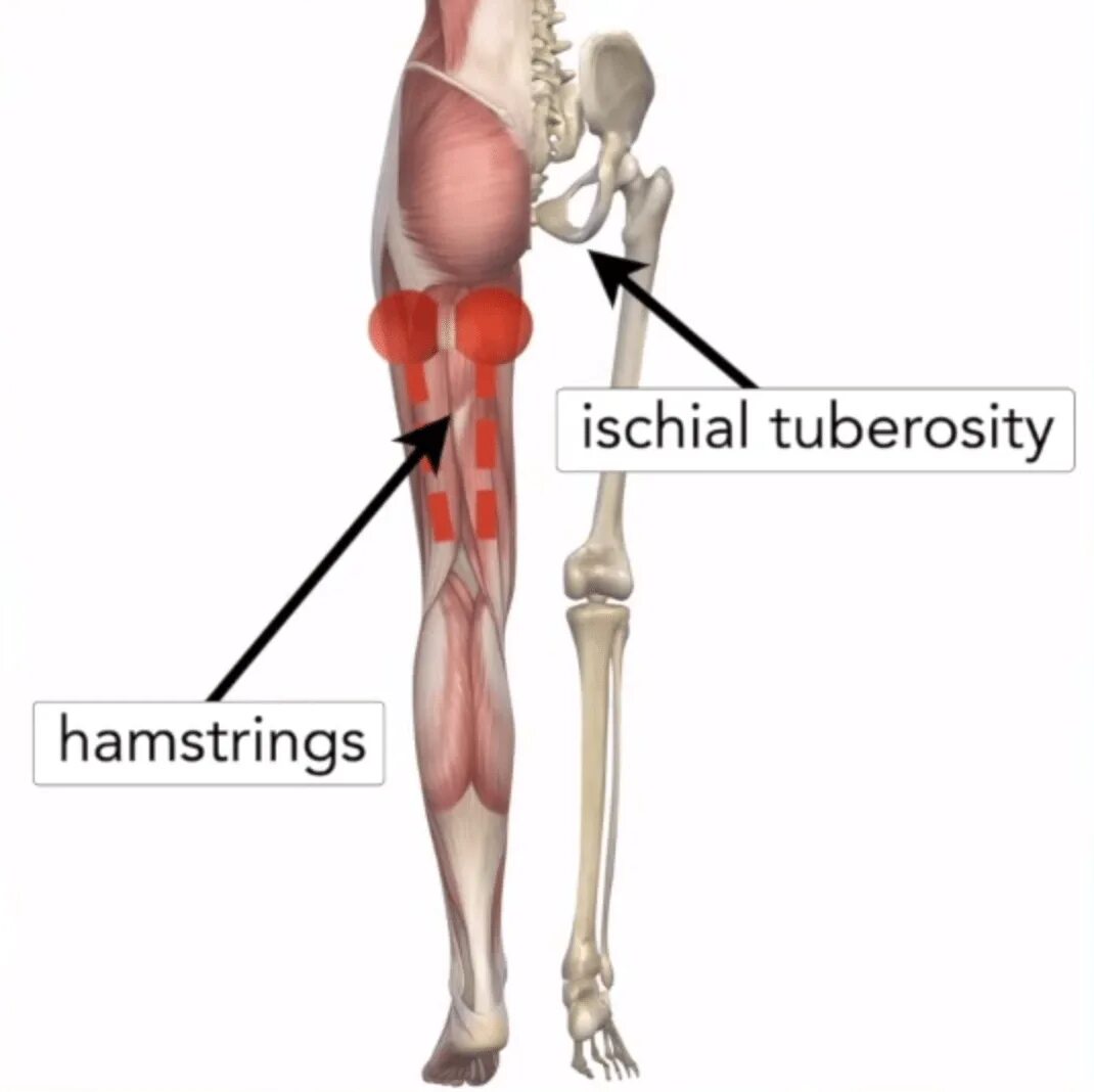 Хамстринг синдром тазобедренного сустава. Hamstrings мышца. хамстринг мышцы бедра.