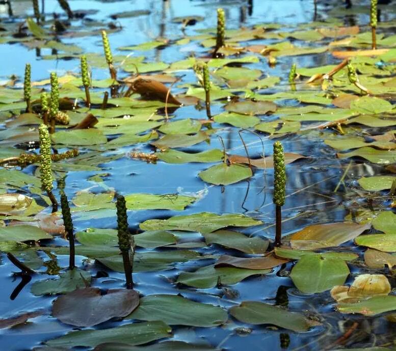 Водные растения у воды. Рдесты — Potamogeton Natans. Рдест растение. Рдест плавучий. Рдест Юзепчука.