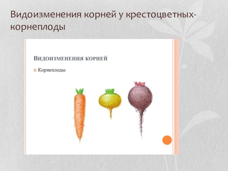 Видоизмененный корень ответ. Корнеплод это видоизменение. Видоизмененные корни корнеплоды.