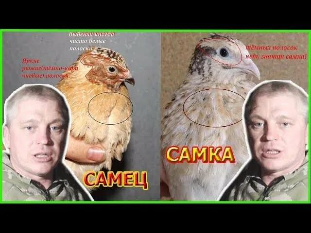 Определить пол перепелов. Самка перепела. Перепел самец и самка. Отличие перепелов самок от самцов. Как отличить перепелов самку