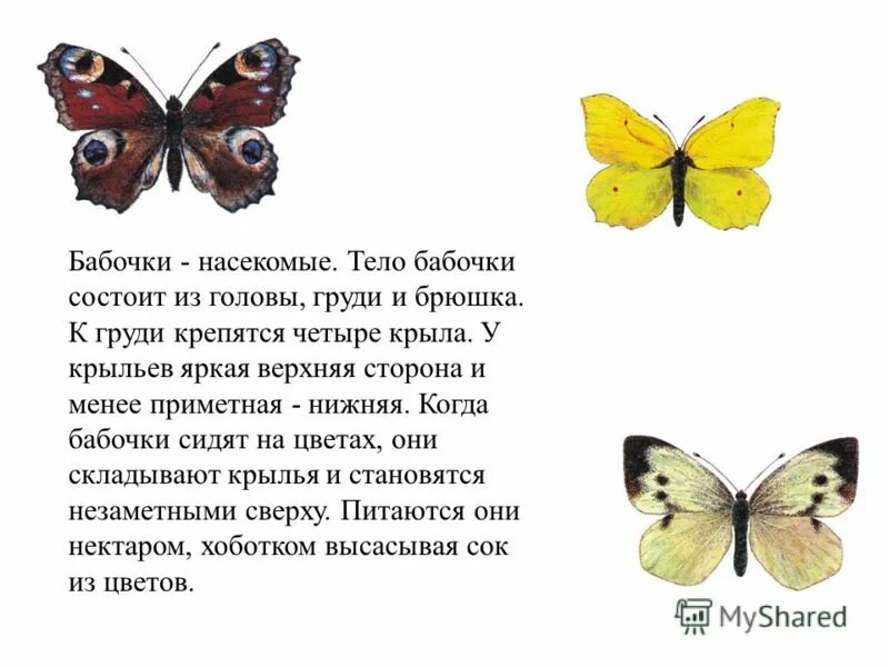 Доклад про бабочку. Интересные факты о бабочках. Интересное про бабочек для детей. Самые интересные бабочки. Окружающий мир 2 класс рабочая тетрадь бабочки