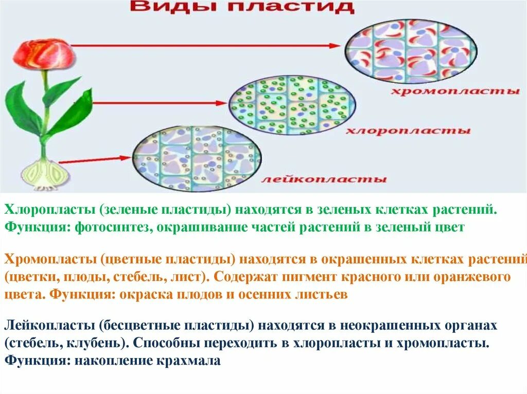 Пластиды хлоропласты хромопласты лейкопласты. Хромопласты хлорофилл лейкопласты хлоропласты. Хлоропласты хромопласты лейкопласты. Хлорофилл хромопласты лейкопласты. Какая функция пластид