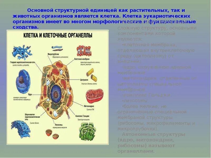 Что является функциональной единицей живого организма. Структурные единицы организма. Структурно-функциональная единица организма. Структурные единицы клетки. Клетка основная структурная единица.