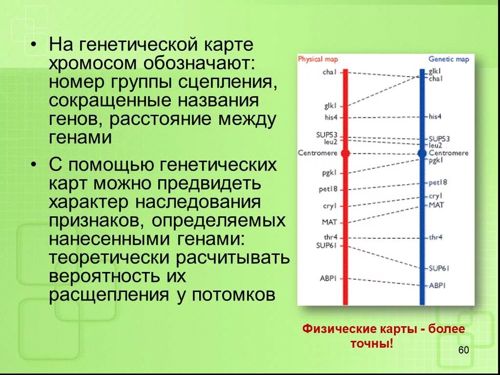 Генетические карты хромосом карта сцепления. Генетическая карта хромосомы e.coli. Ген карта хромосом это. Карта хромосом человека генетика. 3 гена расстояние