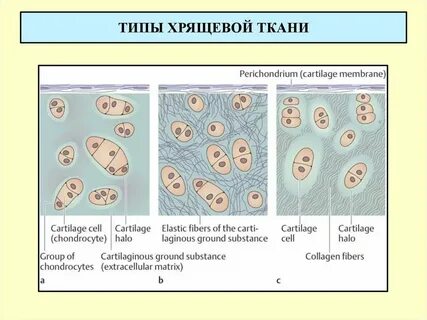 Пептиды хрящевой ткани
