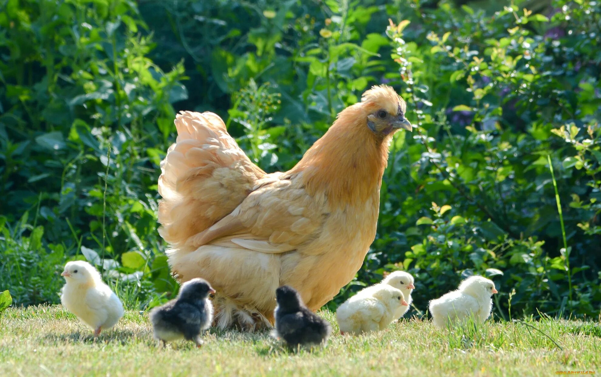 Куры это домашние животные. Курочканасетка с цыплятамим. Курица с цыплятами. Наседка с цыплятами.