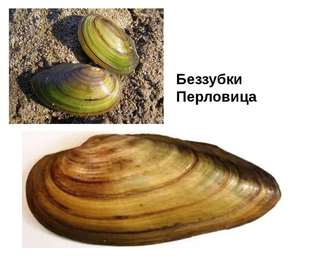 Раковина перловицы и беззубки. Двустворчатые моллюски перловица. Беззубка и перловица моллюск. Двустворчатые моллюски перловица и беззубка. Двустворчатые моллюски перловица.