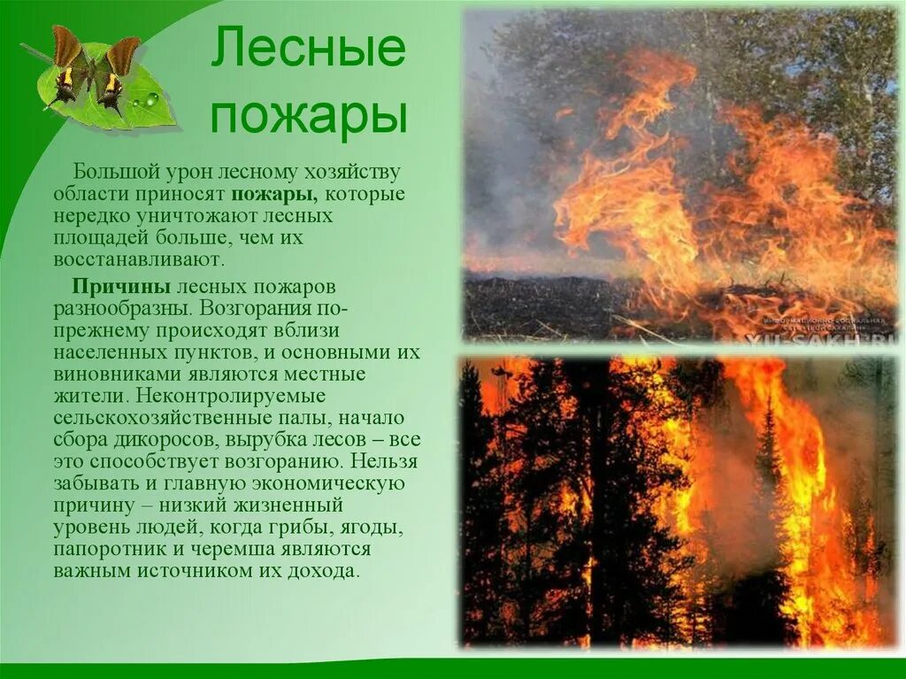 Проект лесные пожары 2 класс окружающий мир