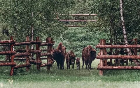 Диприз парк животных