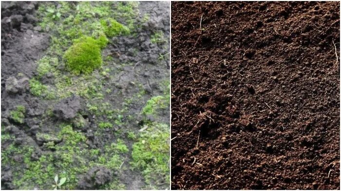 Зеленеет земля в огороде что делать. Почва позеленела. Позеленела почва в теплице. Почва зеленеет. Зеленеет земля в горшке.