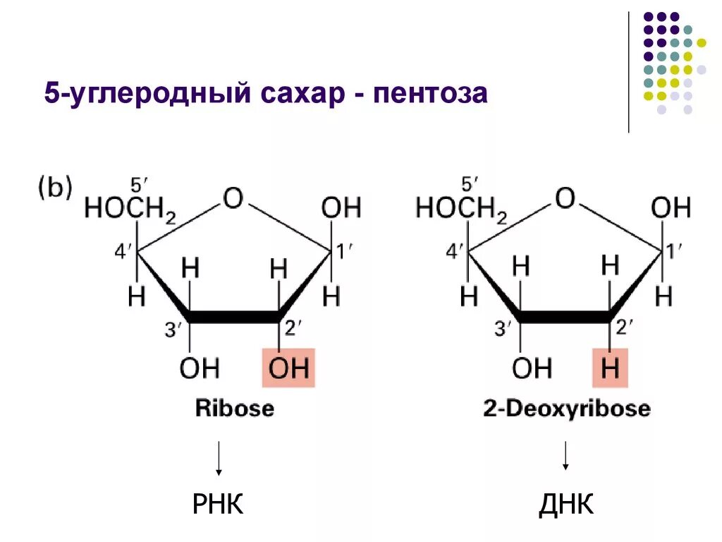 Пентоза структурная формула. Дезоксирибоза структурная формула. Пентоза РНК. Рибоза и дезоксирибоза формулы. Название рибоза