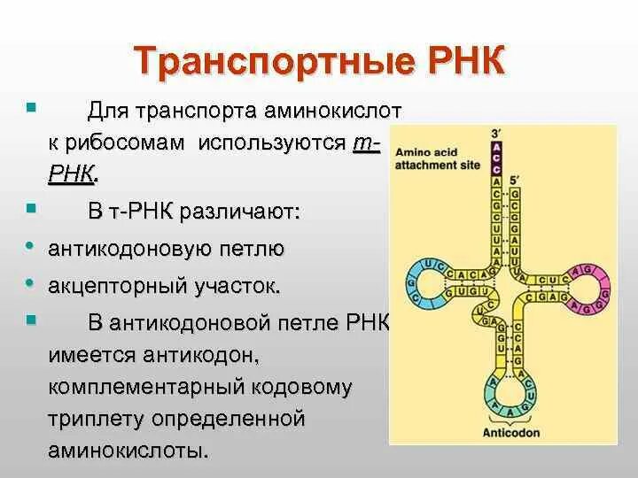 Транспортная РНК. Акцепторный конец ТРНК. ТРНК. Акцепторный стебель ТРНК.