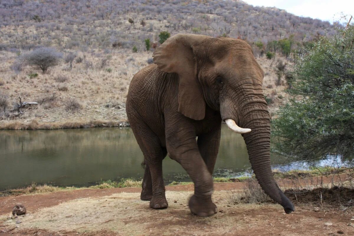 Саванный Африканский слон Африки. Африканский слон слон. Саванный слон. Африканский саванский слон.