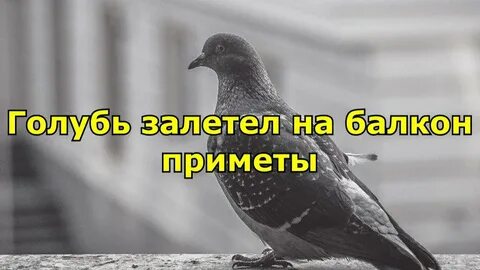 Приметы белый голубь прилетел к дому