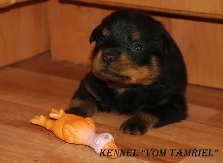 Собака щенок 1 месяц