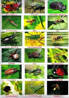 Насекомые и их названия